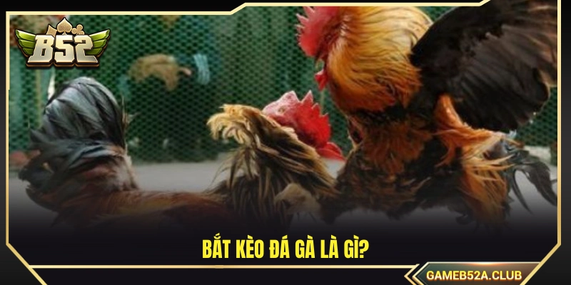 Bắt kèo đá gà là gì? 